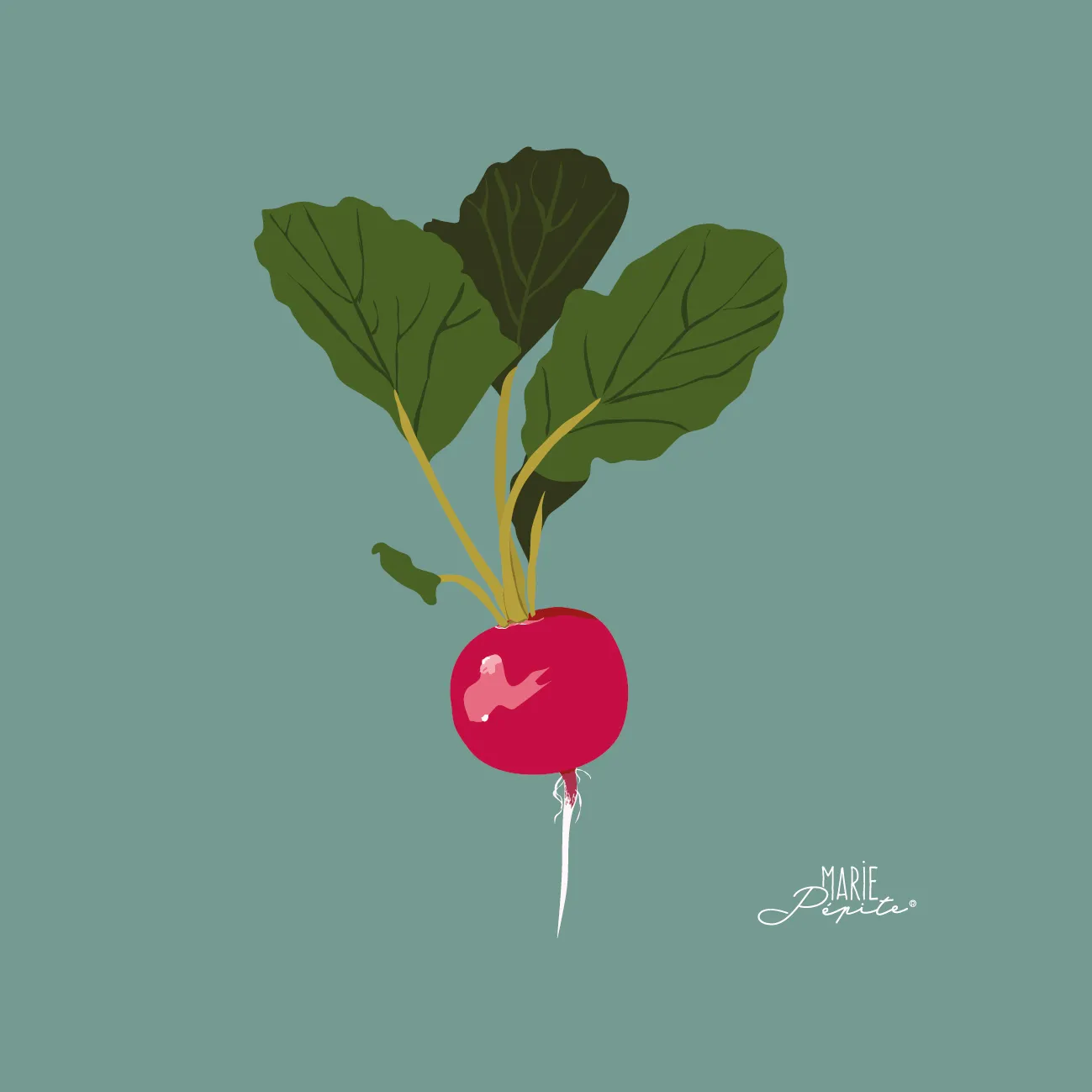 Tableaux - Radis